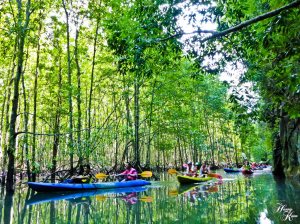 Through mangroves